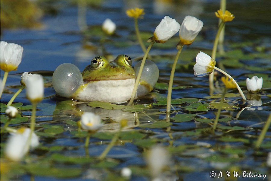 żaba zielona z rezonatorami, Rana sp, jaskier wodny, Ranunculus aquatilis