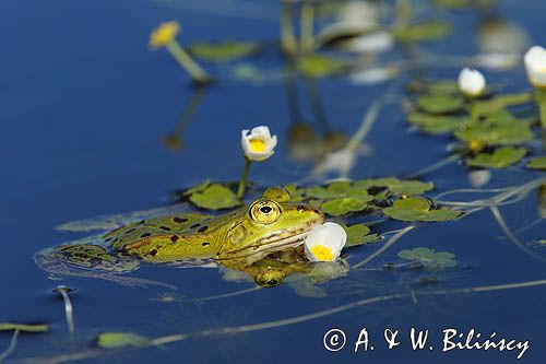 żaba zielona z rezonatorami, Rana sp, jaskier wodny, Ranunculus aquatilis