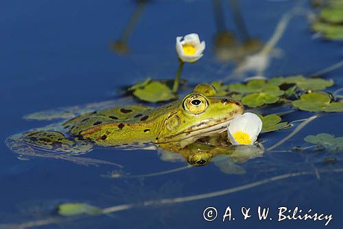 żaba zielona, Rana sp, jaskier wodny, Ranunculus aquatilis