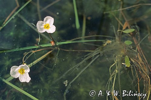 żabiściek pływający Hydrocharis morsus-ranae)