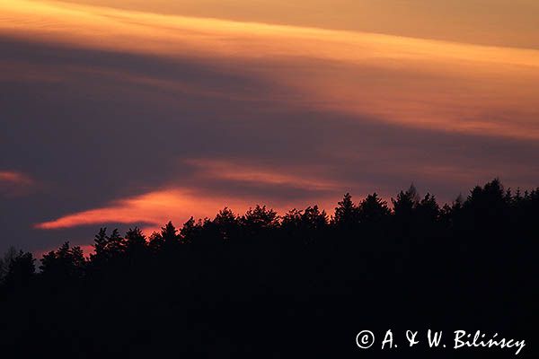 Chmury nad lasem, zachód słońca