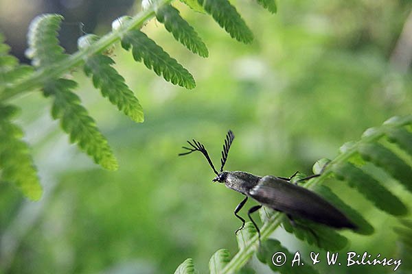 Zaciosek grzebykoczułki, Ctenicera pectinicornis