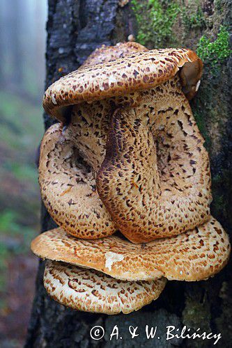 żagiew łuskowata - Polyporus squamosus w bieszczadzkim lesie - buczynie na szlaku Dwernik Kamień, Bieszczady