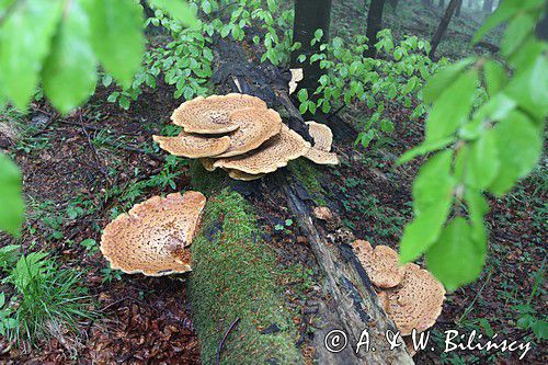 żagiew łuskowata - Polyporus squamosus w bieszczadzkim lesie - buczynie na szlaku Dwernik Kamień, Bieszczady