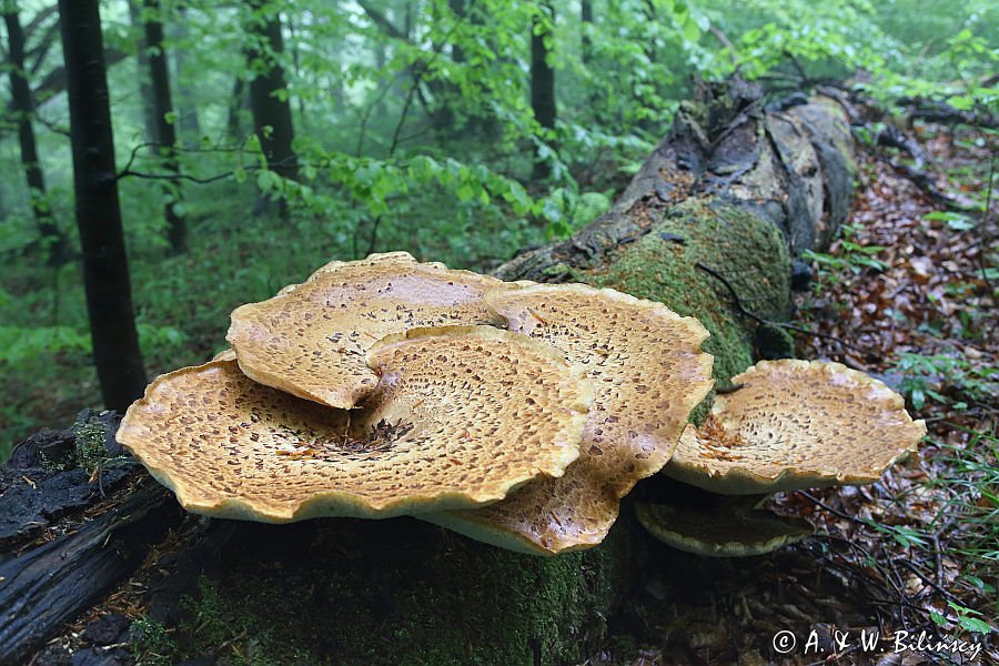 żagiew łuskowata - Polyporus squamosus w bieszczadzkim lesie - buczynie na szlaku Dwernik Kamień, Bieszczady