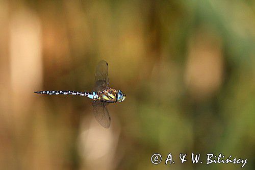 żagnica jesienna, Aeshna mixta