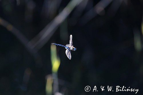 żagnica jesienna, Aeshna mixta