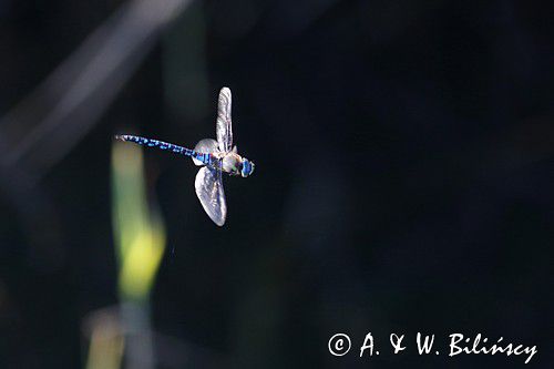 żagnica jesienna, Aeshna mixta