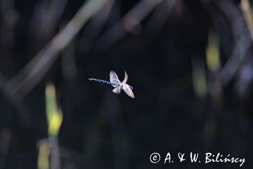 żagnica jesienna, Aeshna mixta