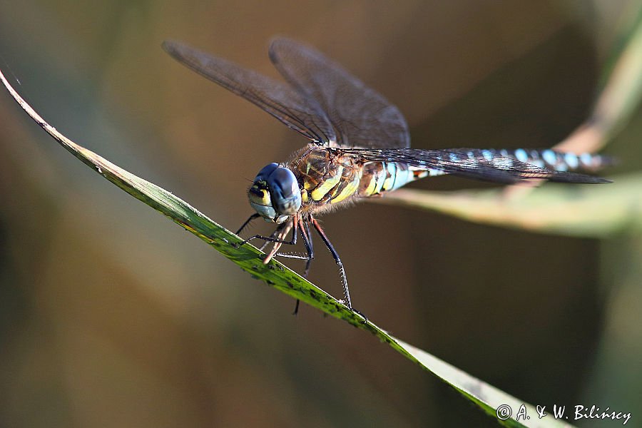 żagnica jesienna, Aeshna mixta