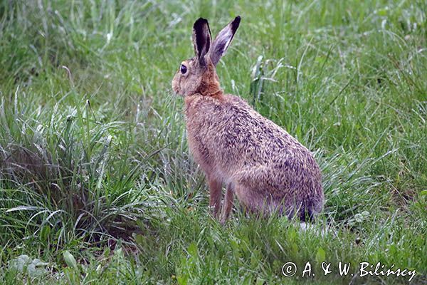 Zając szarak, Lepus europaeus