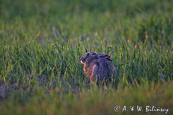 Zając szarak, Lepus europaeus