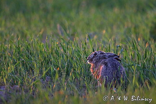 Zając szarak, Lepus europaeus