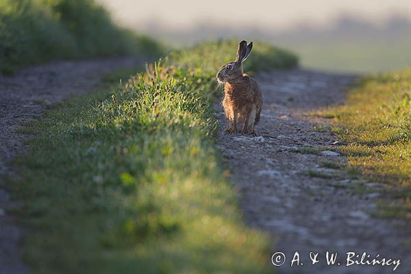 Zając szarak, Lepus europaeus na drodze polnej