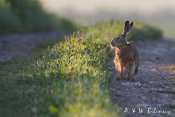 Zając szarak, Lepus europaeus na drodze polnej