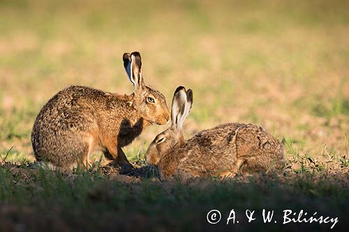 Zając szarak, Lepus europaeus