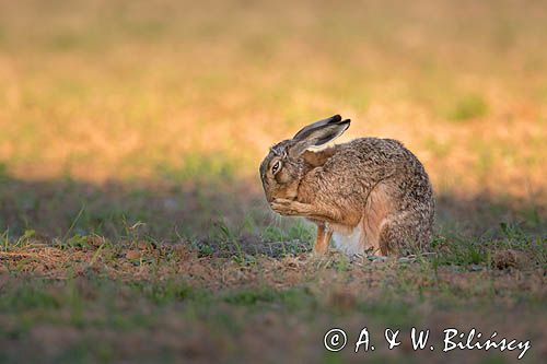 Zając szarak, Lepus europaeus