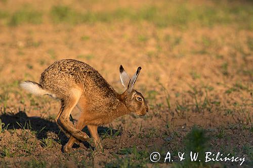 Zając szarak, Lepus europaeus