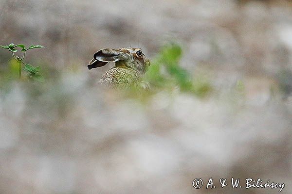 Zając szarak, Lepus europaeus