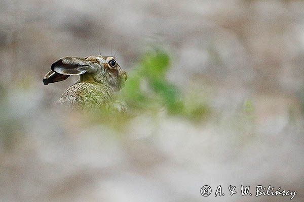 Zając szarak, Lepus europaeus