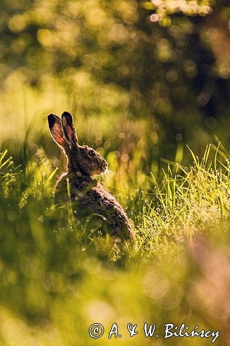 Zając szarak, Lepus europaeus