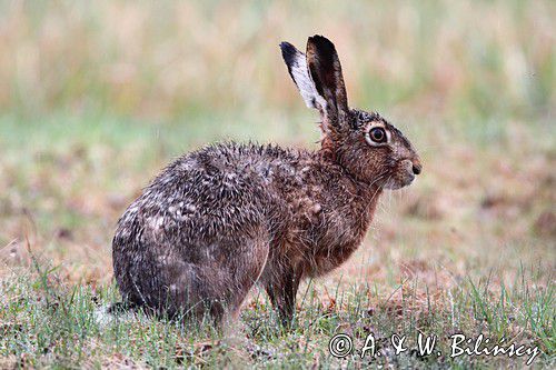 zając szarak Lepus europaeus