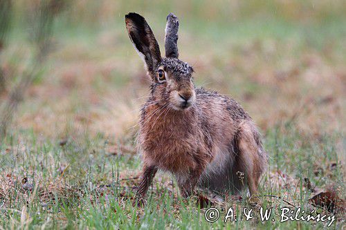 zając szarak Lepus europaeus