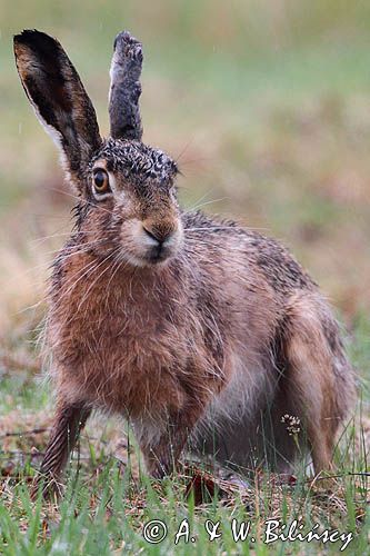 zając szarak Lepus europaeus