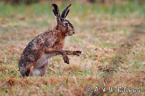 zając szarak Lepus europaeus