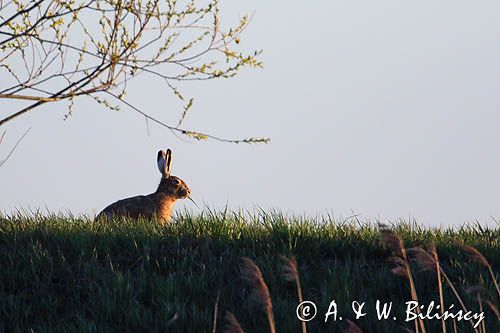 Zając szarak, Lepus europaeus