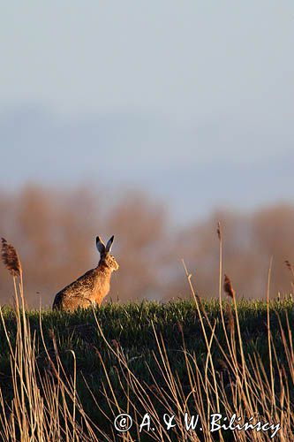 Zając szarak, Lepus europaeus
