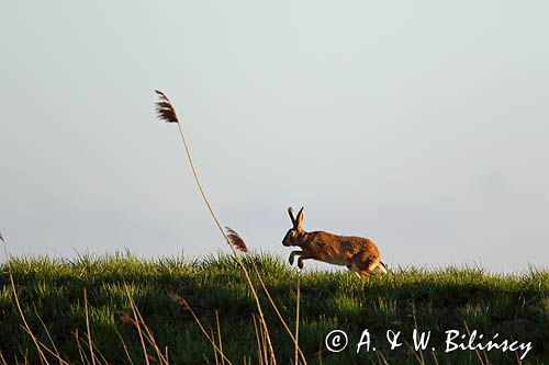 Zając szarak, Lepus europaeus