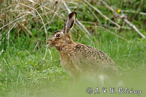Zając szarak, Lepus europaeus