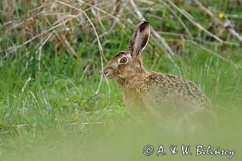 Zając szarak, Lepus europaeus