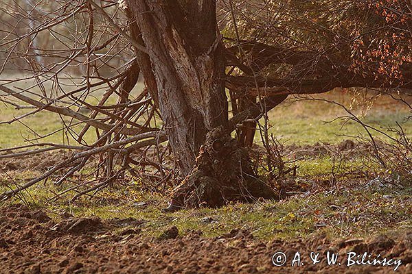 Fotograf przyrody, maskowanie, strój maskujący