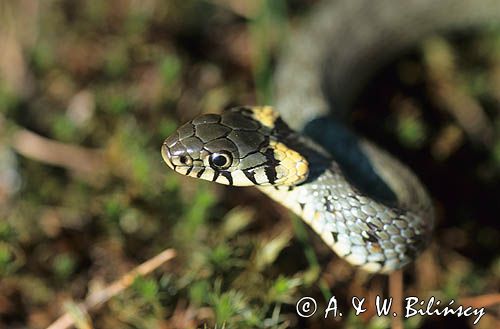 Zaskroniec zwyczajny Natrix natrix))