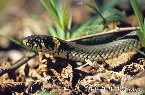 zaskroniec zwyczajny, Natrix natrix