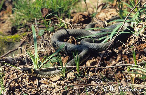 zaskroniec zwyczajny, Natrix natrix