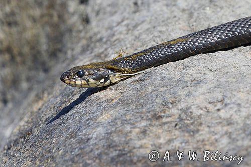 Zaskroniec zwyczajny, Natrix natrix