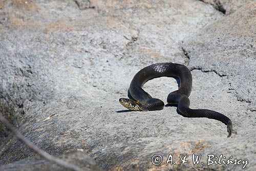 Zaskroniec zwyczajny, Natrix natrix