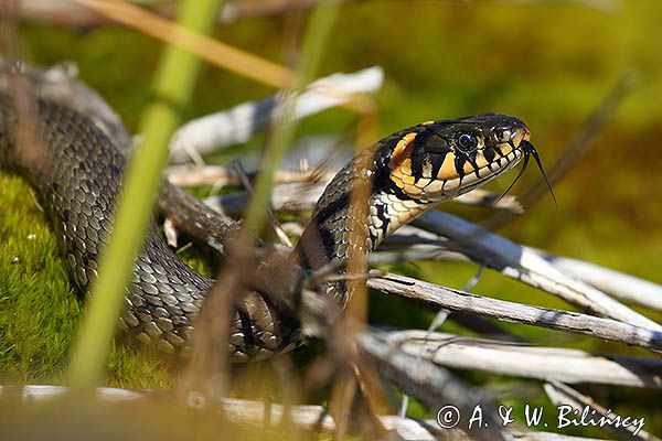 Zaskroniec zwyczajny, Natrix natrix