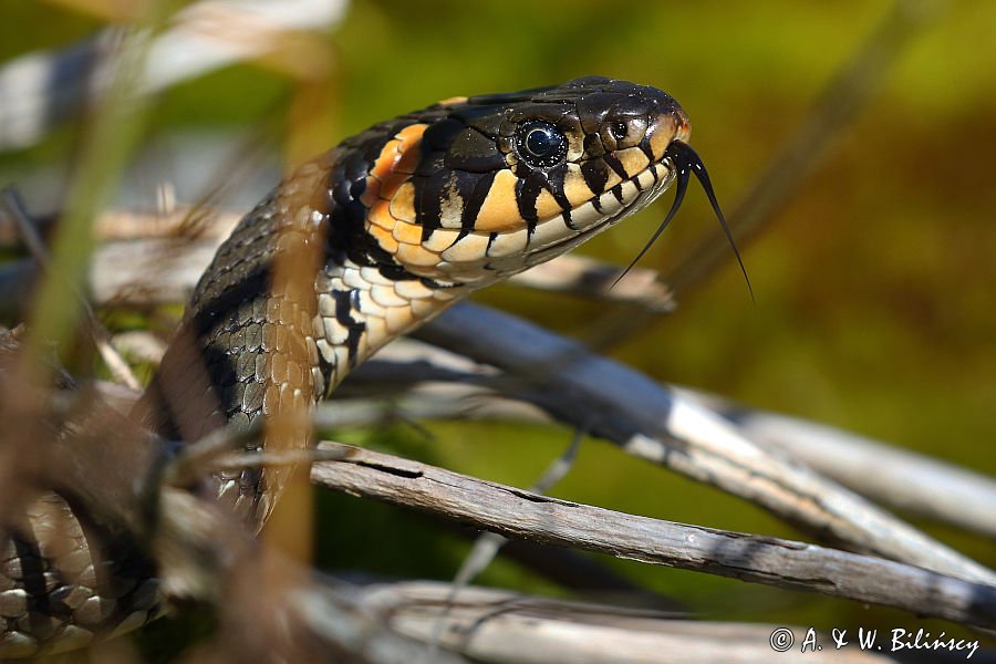 Zaskroniec zwyczajny, Natrix natrix