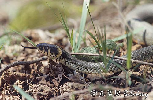 zaskroniec zwyczajny, Natrix natrix