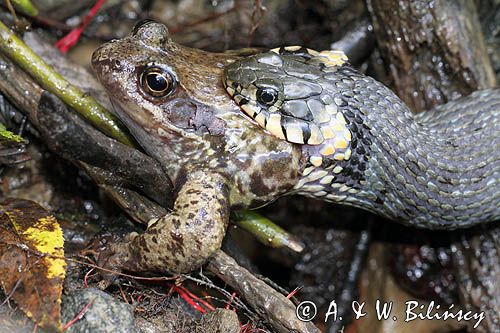 Zaskroniec zwyczajny, Natrix natrix, z ofiarą żabą trawną Rana temporaria