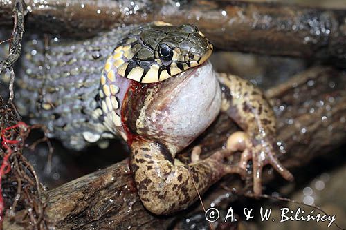 Zaskroniec zwyczajny, Natrix natrix, z ofiarą żabą trawną Rana temporaria