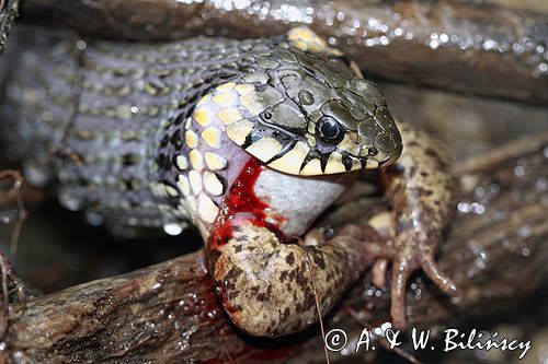 Zaskroniec zwyczajny, Natrix natrix, z ofiarą żabą trawną Rana temporaria