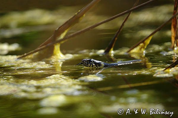 Zaskroniec zwyczajny, Natrix natrix