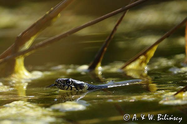 Zaskroniec zwyczajny, Natrix natrix