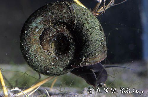 Zatoczek rogowy Planorbarius corneus)