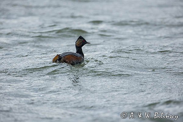 Perkoz zausznik, zausznik, Podiceps nigricollis